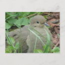 Recherche de colombes cartes postales Animal