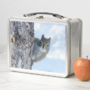 Suche nach eichhörnchen brotdosen Naturfotografie