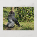 Suche nach primates postkarten Afrika