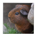 Suche nach guinea fliesen Nagetiere