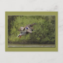 Suche nach enten foto postkarten Wild