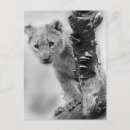 Suche nach schwarz weißer löwe poster Wildkatze