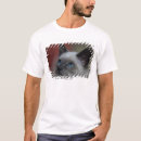 Recherche de chaton siamois Horizontal