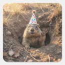 Suche nach murmeltiere aufkleber Geburtstag