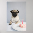 Suche nach lustiger mops poster Tier