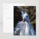 Suche nach stallion postkarten Grau