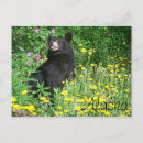 Recherche de ours noir cartes postales Alaska