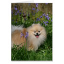 Recherche de jacinthes des bois cartes postales Position