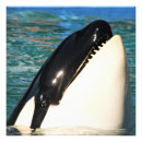 Recherche de aquatiques en art Animal marin