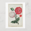 Suche nach papaver poster Flowers