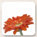 Recherche de marguerite gerbera dessous de verres Fleur
