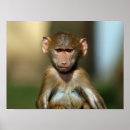 Recherche de babouin posters Bébé