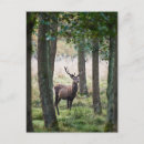 Suche nach rotwild postkarten Wald