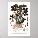 Recherche de horticulture posters Plantes