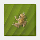 Suche nach frosch magnete Wild lebende tiere