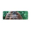 Recherche de orangs outans Animal