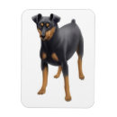 Recherche de pinscher magnets Broche