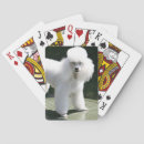 Recherche de caniche jeux de cartes Blanc