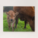 Suche nach niedliche kuh puzzle Kalb