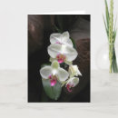 Suche nach weiße orchidee danken Blumen