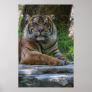 Recherche de chat tigre posters Rayures