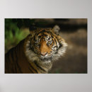 Recherche de yeux de tigre posters Animal