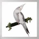 Suche nach cockatiel poster Niedlich
