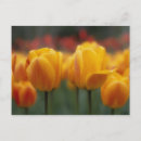 Recherche de horticulture cartes postales Botanique