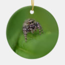 Suche nach spinnen ornamente Natur