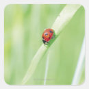 Suche nach kriechen aufkleber Natur