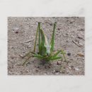 Recherche de insectes mignons cartes postales Pour tous
