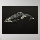 Suche nach schwertwal poster Tier