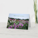 Suche nach weiße dahlien karten Rosa