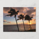 Suche nach tropical islands postkarten Palm tree