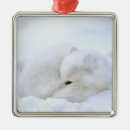 Recherche de renard arctique ornements Hiver