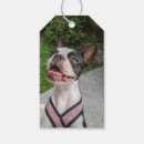 Recherche de terrier photographie Amoureux des chiens