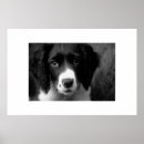Suche nach welpen poster Tiere