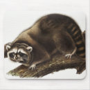 Recherche de ratons laveurs tapis souris Lotor procyon