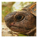 Recherche de peinture de tortue posters Animal