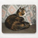 Recherche de canapé tapis souris Chat domestique