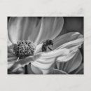 Recherche de fleur cosmo cartes postales Photographie