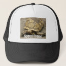 Suche nach schildkröten kappen Tiere