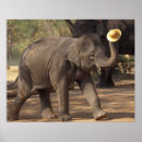 Recherche de éléphants mignons posters Faune