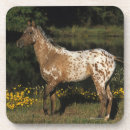 Suche nach appaloosa untersetzer Bob langrish