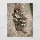 Recherche de cachet poste cartes postales Animal