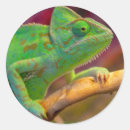 Suche nach chamäleon aufkleber Grün