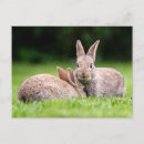 Recherche de bébé lapin cartes postales Lapin à queue blanche