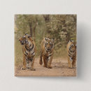 Recherche de tigre de bengale badges Rare