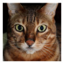 Recherche de chat du bengale posters Chaton