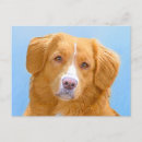 Suche nach nova scotia postkarten Hund